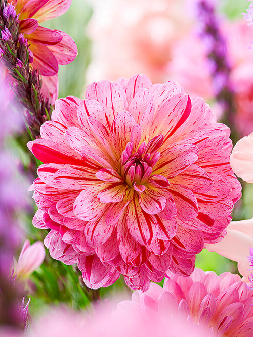 Dahlienknollen - Dahlie Tropical