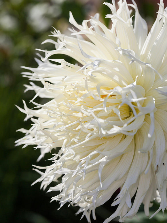 Spinnen-Dahlie Moonlight Messenger im Gartenbeet