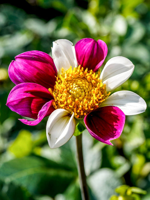 Dahlie Twyning’s Smartie mit einfachen bunten Blüten