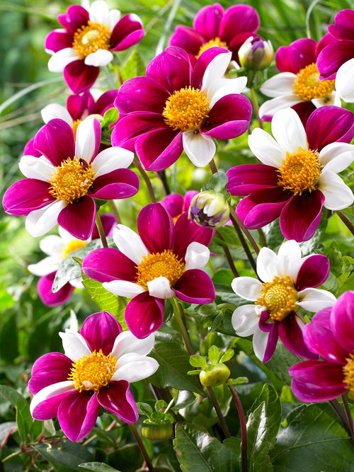 Dahlie Twyning’s Smartie mit einfachen bunten Blüten