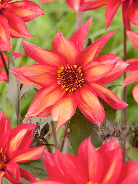 Blühende einfachblühende Dahlie Waltzing Mathilda im Garten