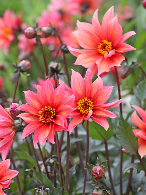 Einfachblühende Dahlie Waltzing Mathilda im Gartenbeet