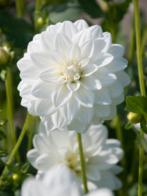 Dahlie White Onesta