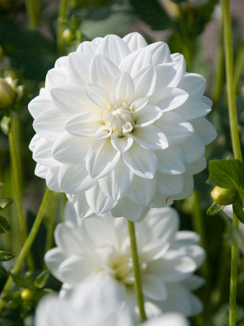 Dahlie White Onesta