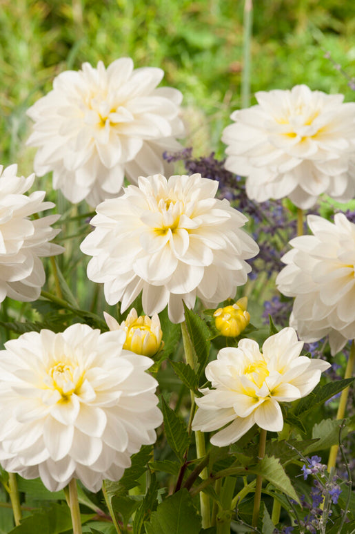 Dahlie White Onesta