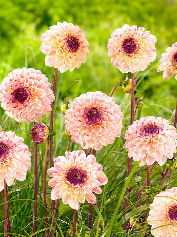 Dahlie Wine Eyed Jill