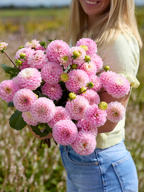 Dahlien bestellen Wizard of Oz