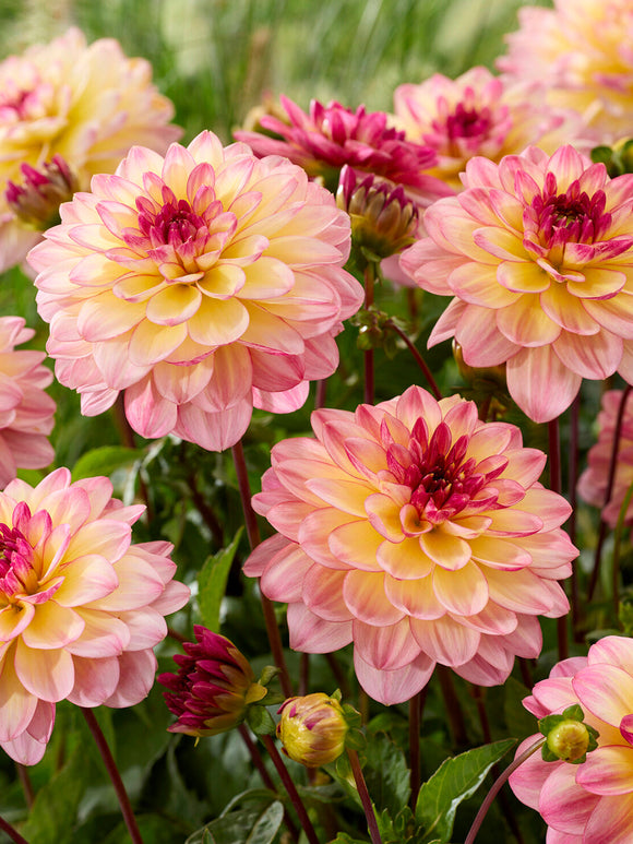 Nahaufnahme der Blüte Dahlie Zingaro im Sommerlicht