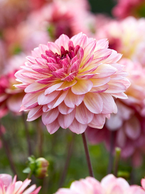 Dekorative Dahlie Zingaro mit gelb-rosa Farbverlauf