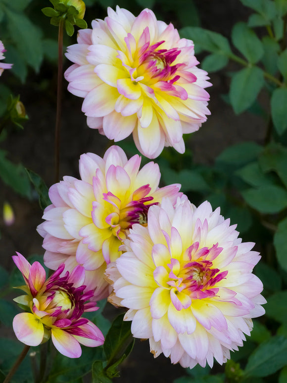 Dahlie Zingaro mit mehrfarbigen Blüten im Garten