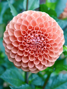 Dahlie Cornel Bronze