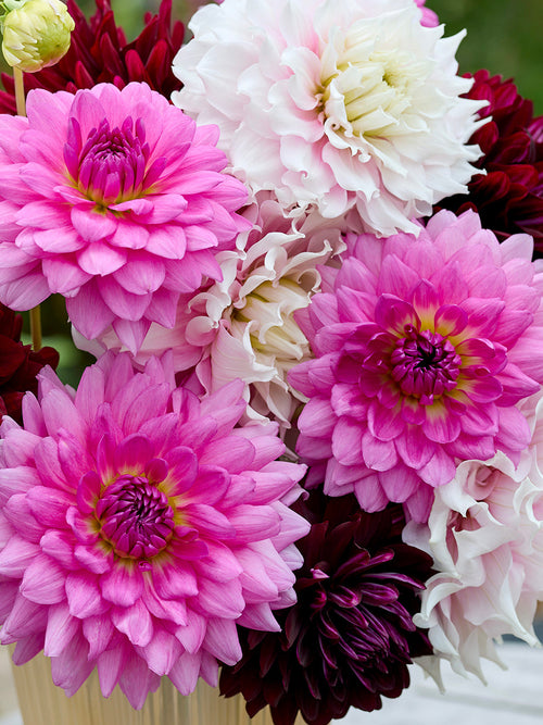 Dahlie Dramatic Grace kollektion - Dahlienknollen kaufen