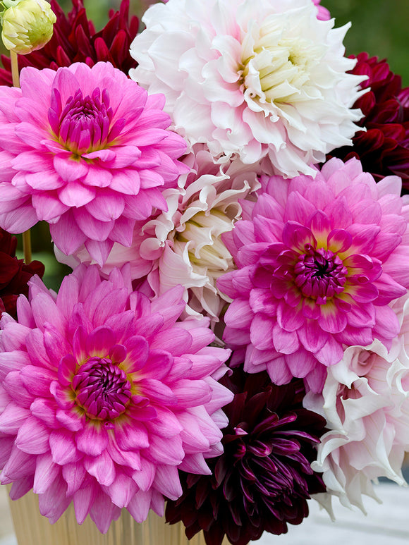 Dahlie Dramatic Grace kollektion - Dahlienknollen kaufen