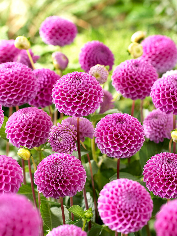 Pompom-Dahlie Franz Kafka in voller Blüte mit kleinen runden rosafarbenen Blütenköpfen als ideale Schnittblume im Sommergarten