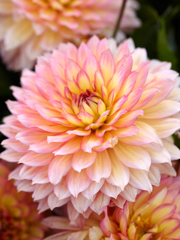 Dahlie Gallery Pablo – Ein Farbenfest für Ihre Terrasse oder Ihren Balkon