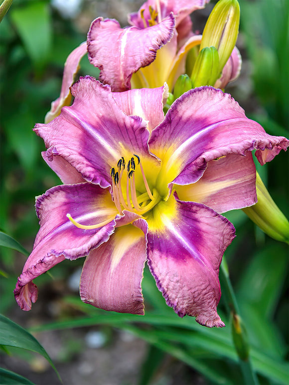 Kaufen Taglilie Mildred Mitchell (Hemerocallis)