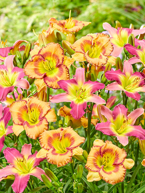 Taglilie Fruity Kiss (Hemerocallis)