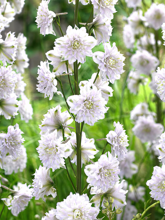 Rittersporn Highlander Cha Cha (Delphinium)