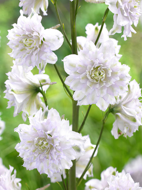 Kaufen Rittersporn Highlander Cha Cha (Delphinium) Aus Holland