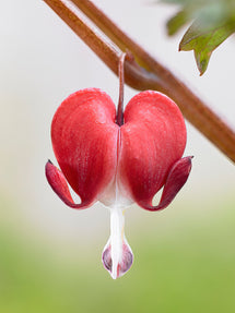 Herzblume Valentine (Dicentra)