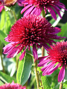 Echinacea Blueberry Cheesecake (Sonnenhüte)