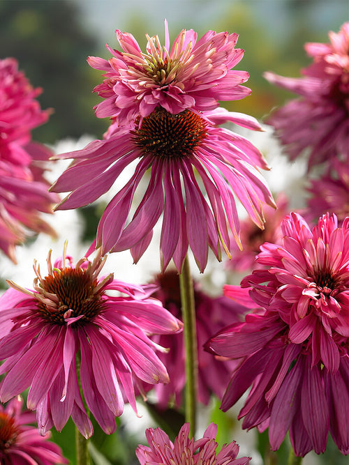 Echinacea Double Decker (Sonnenhüte)
