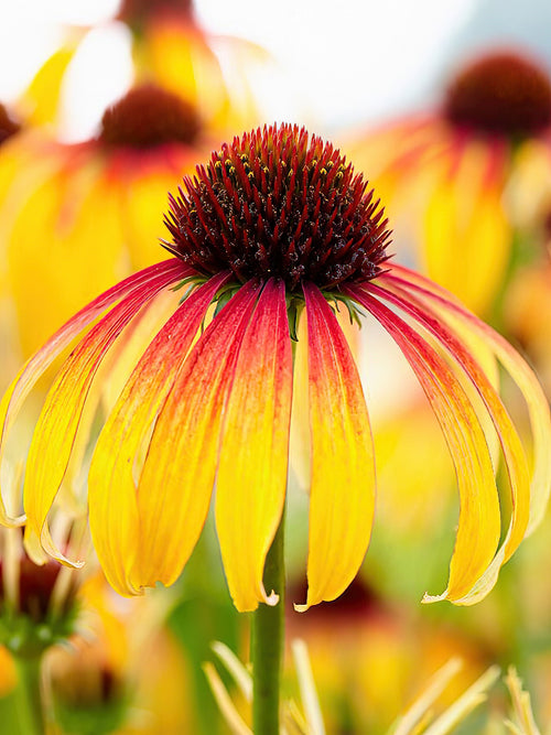 Kaufen Echinacea Fiery Meadow Mamma (Sonnenhüte) | DutchGrown™