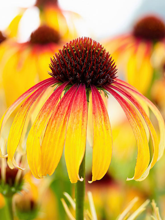 Kaufen Echinacea Fiery Meadow Mamma (Sonnenhüte) | DutchGrown™