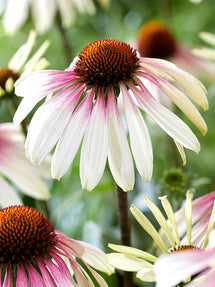 Echinacea Pretty Parasols (Sonnenhüte)