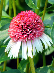 Echinacea Strawberry and Cream (Sonnenhüte)