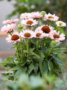 Echinacea Sunseeker Salmon (Sonnenhüte)