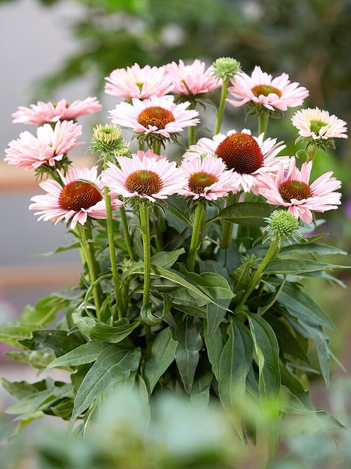 Echinacea Sunseeker Salmon (Sonnenhüte)