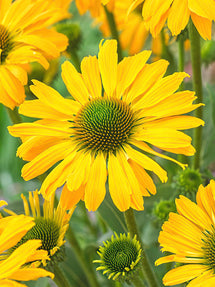 Echinacea Yellow Passion (Sonnenhüte)