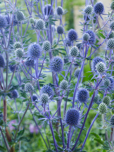 Eryngium Planum (Flachblatt-Mannstreu)