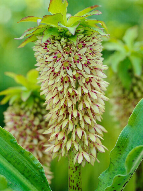 Eucomis Bicolor
