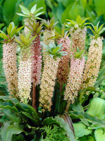 Eucomis Comosa Mischung (Schopflilie)
