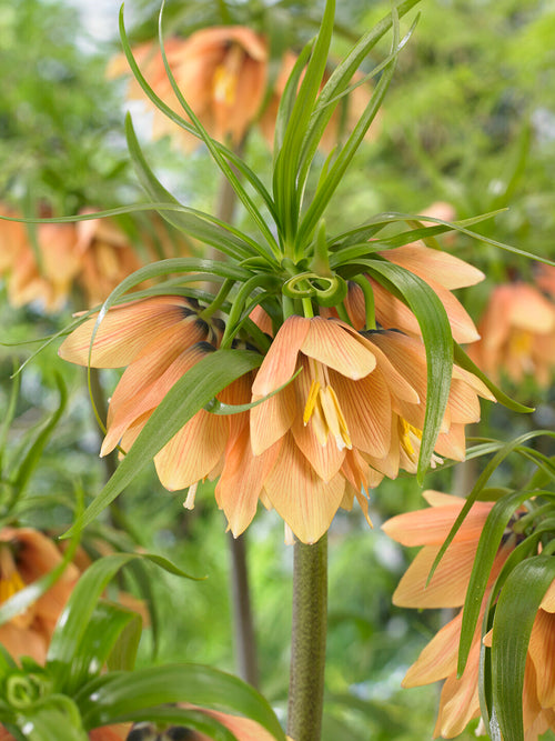 Fritillaria Early Fantasy