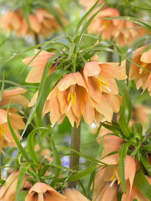 Fritillaria Early Fantasy