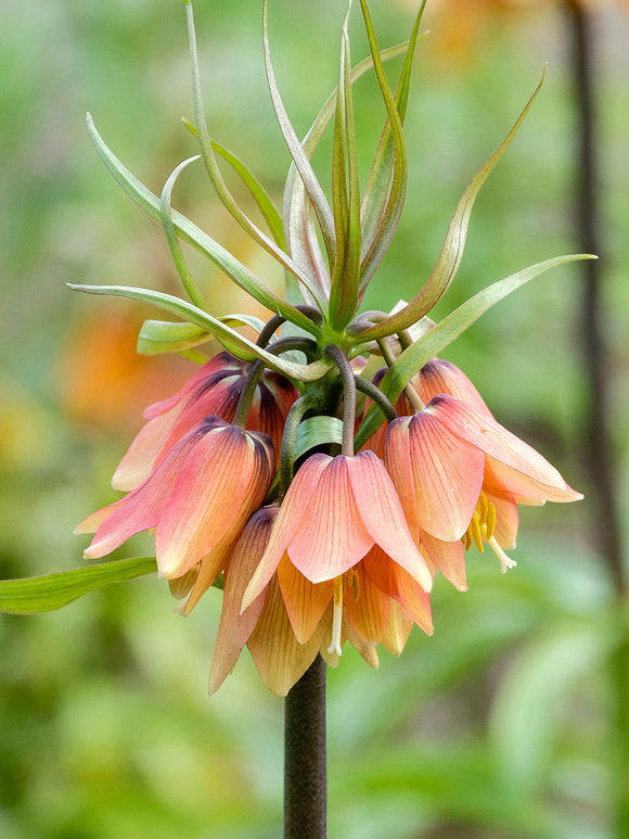 Fritillaria Early Fantasy