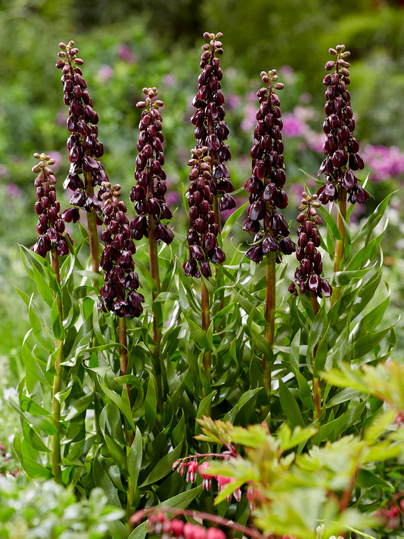 Hohe Frühlingsblüten Pflanze