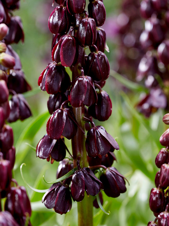 Violette Fritillaria Nahaufnahme