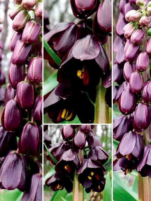 Hängende Glockenblüten dunkelviolett