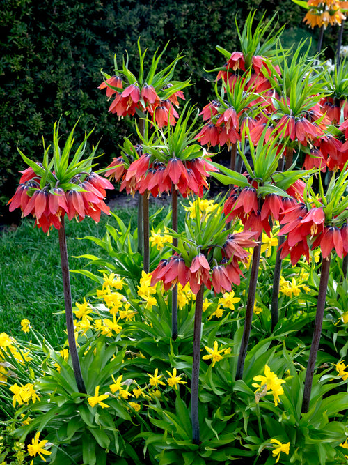 Fritillaria Red Beauty