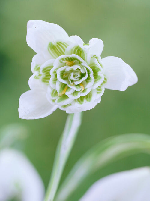 Galanthus Nivalis Flore Pleno (Schneeglöckchen) bestellen