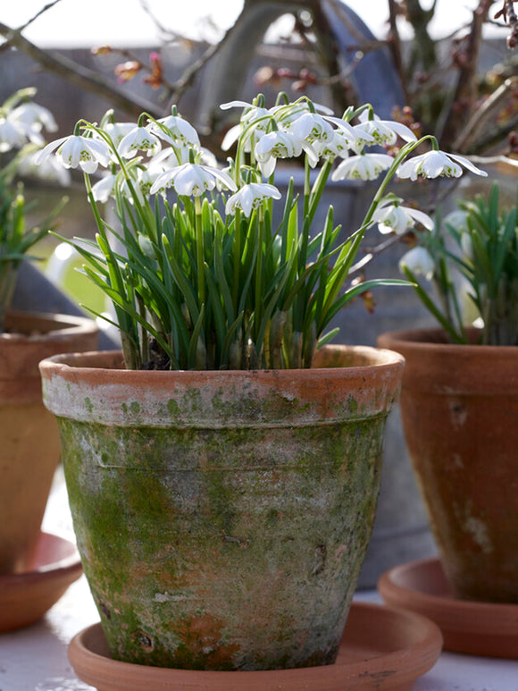 Galanthus Nivalis zwiebeln Flore Pleno (Schneeglöckchen)