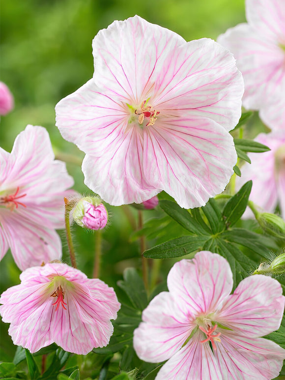 Geranium Sanguineum Var Striatum -online kaufen bei DutchGrown™