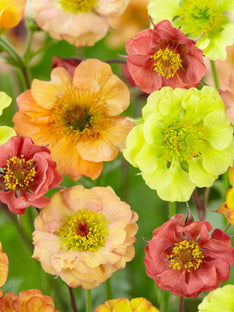 Nelkenwurz Cocktail Series Mischung (Geum)