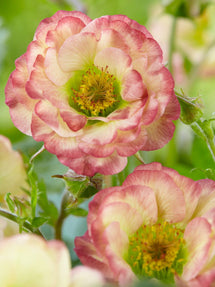 Nelkenwurz Cosmopolitan (Geum)