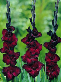 Gladiole Black Star