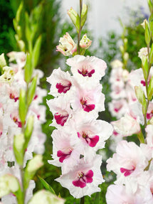 Gladiole Fiorentina